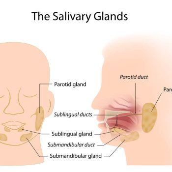 shutterstock- By Alila Medical Media (1)